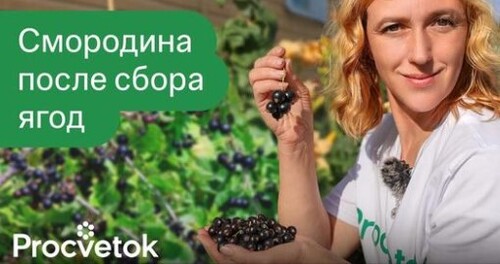 ТРИ ПРАВИЛА ЧЕРНОЙ СМОРОДИНЫ И КРЫЖОВНИКА ПОСЛЕ СБОРА ЯГОД! Закладываем урожай будущего года