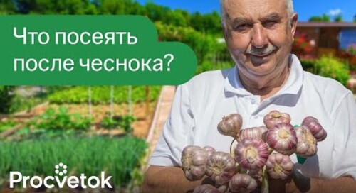 ВСЕГДА САЖАЮ ЭТО ПОСЛЕ ЧЕСНОКА И ЛУКА - получаю второй урожай овощей и повышаю плодородие почвы