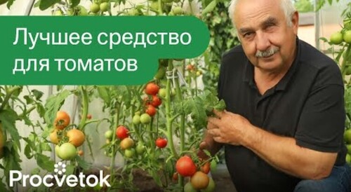 ПОСЛЕ ЭТОГО ТОМАТЫ НЕ ЗАБОЛЕЮТ! Вот, чем обработать томаты во второй половине лета