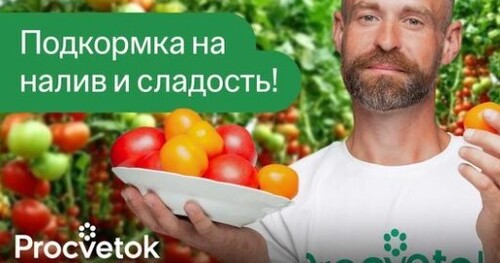 ФИНАЛЬНАЯ ПОДКОРМКА ТОМАТОВ, ЧТОБЫ СПЕЛИ И НАЛИВАЛИСЬ БЫСТРЕЕ!