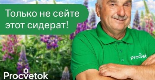 ЧТО ПОСЕЯТЬ ПОСЛЕ КАРТОФЕЛЯ в августе и сентябре? Земля будет как пух, без болезней и вредителей!