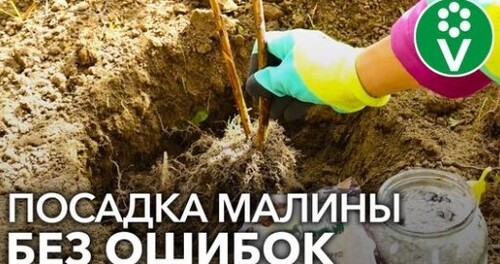 ПОСАДКА МАЛИНЫ ОСЕНЬЮ БЕЗ ОШИБОК. Пошаговое руководство от биолога