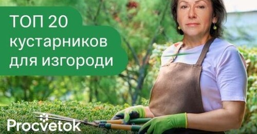 РОСКОШНАЯ ЖИВАЯ ИЗГОРОДЬ ЗА КОПЕЙКИ! Цветущие, быстрорастущие, неприхотливые и съедобные кустарники