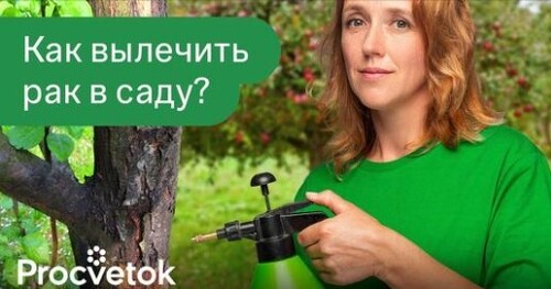 ЗАЩИТИТЕ САД ОТ РАКА! Полная схема лечения рака плодовых от фитотерапевта