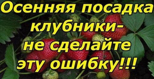 ОСЕННЯЯ ПОСАДКА КЛУБНИКИ-ОЧЕНЬ ВАЖНЫЕ МОМЕНТЫ!