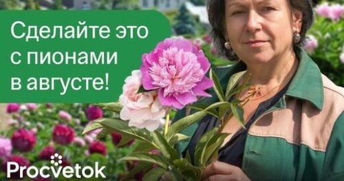 ПИОНЫ БУДУТ ЦВЕСТИ В ДВА РАЗА ПЫШНЕЕ, если сделать эти работы в августе!