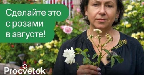 ВАЖНО СДЕЛАТЬ ЭТО С РОЗАМИ В АВГУСТЕ И СЕНТЯБРЕ для хорошей зимовки и пышного цветения!