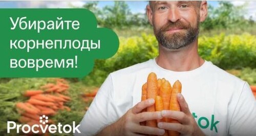 СРОЧНО ВЫКОПАЙТЕ МОРКОВЬ И СВЁКЛУ, если увидите эти признаки! Корнеплоды сочные и лежат до весны