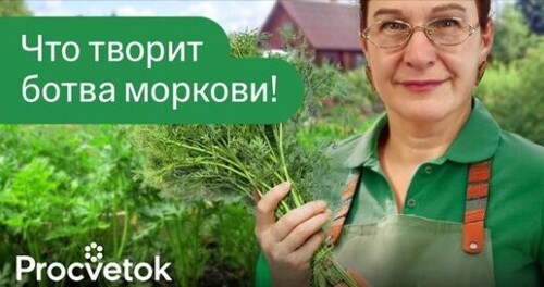 НЕ ВЫБРАСЫВАЙТЕ МОРКОВНУЮ БОТВУ! УЛУЧШИТ ЗРЕНИЕ, СПАСЕТ ОТ БЕССОННИЦЫ и не только!