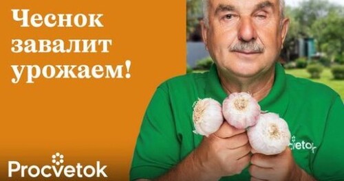 ВСЕГДА КЛАДУ ЭТО В ГРЯДКУ ПРИ ПОСАДКЕ ЧЕСНОКА, и он вырастет огромным и не гниет!