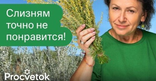 СЛИЗНИ ОБХОДЯТ УЧАСТОК СТОРОНОЙ, если на нём растут эти растения!