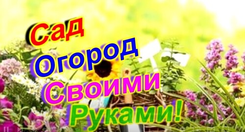 КАК УКРЫТЬ ВИНОГРАД НА ЗИМУ