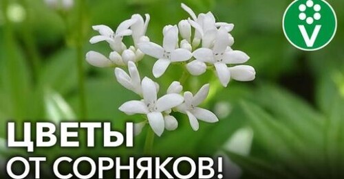 ЭТИ ЦВЕТЫ ЗАДАВЯТ САМЫЕ ЗЛОСТНЫЕ СОРНЯКИ НА УЧАСТКЕ!