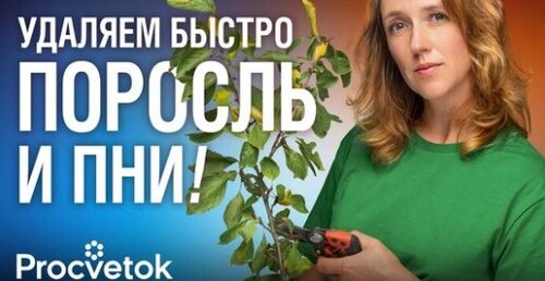 КАК ИЗБАВИТЬСЯ ОТ ПНЕЙ И ПОРОСЛИ ЛЕГКО И БЫСТРО