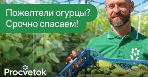 КОРМЛЮ ТАК ОГУРЦЫ РАЗ В НЕДЕЛЮ И СОБИРАЮ ПО 100 Л УРОЖАЯ С ГРЯДКИ!