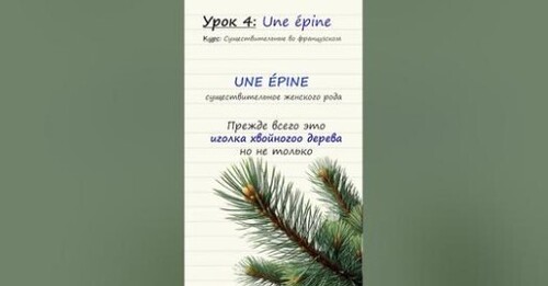 Урок 4. Une épine. Курс по существительным во французском языке