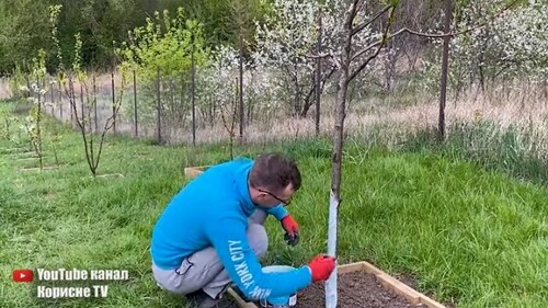 Цей розчин випалює всіх шкідників лишайники та грибки на плодових деревах