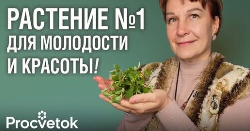 ЭТО НЕ СОРНЯК, А СОКРОВИЩЕ! Поможет похудеть, уберет отеки, сделает кожу красивой, еще и сон наладит