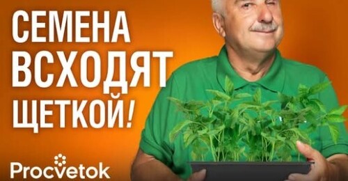 ТЕПЕРЬ СЕЮ ПЕРЦЫ И БАКЛАЖАНЫ ТОЛЬКО ТАК! Всходят быстро, растут крепкими и урожайными