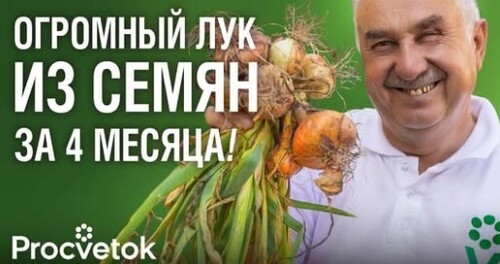 КАК ПОСЕЯТЬ ЛУК СЕМЕНАМИ И ПОЛУЧИТЬ ОГРОМНЫЕ УРОЖАИ? Агроном раскрыл все секреты выращивания лука