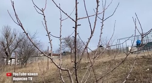 Нікого не слухайте, черешню не потрібно обрізати!!!