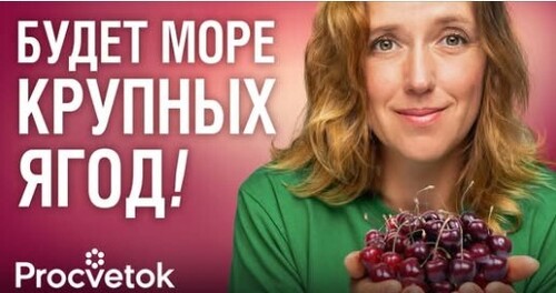 КАК ОБРЕЗАТЬ ЗАПУЩЕННУЮ ВИШНЮ? Формируем компактную и урожайную крону вишни простыми приемами