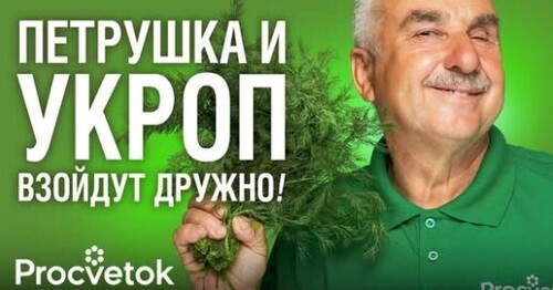 УКРОП, ПЕТРУШКА, БАЗИЛИК ВЗОЙДУТ ЩЕТКОЙ И БЫСТРО, если узнаете эти хитрости при посеве от агронома