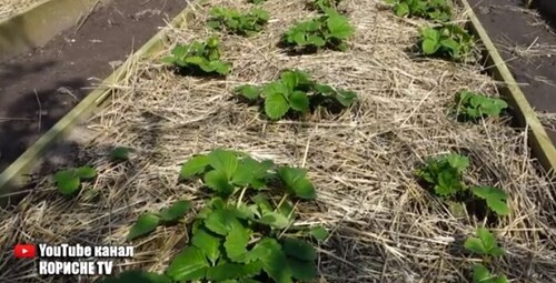 Полуниці буде в 10 разів більше якщо зробити це навесні