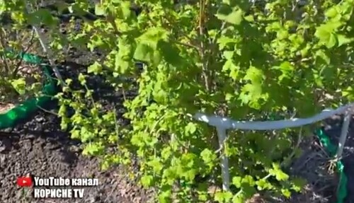 Годую кущі смородини цим у квітні та травні потім роздаю ягоди всім поспіль! Врожаєм завалює