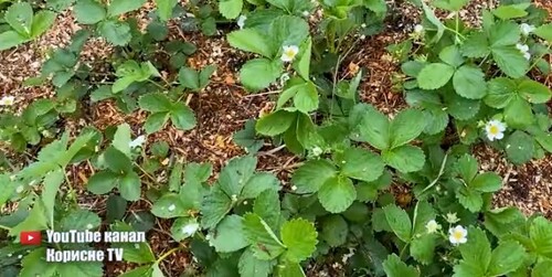 Полуниці буде дуже багато якщо зробити це під час цвітіння