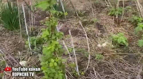 Малина засипле вас ягодами з ніг до голови, якщо навесні насипати це під кущі малини