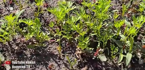 Моркву більше не проріджую, розмножую розсадою