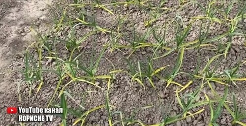 Пожовтіло листя часнику Зробіть це підживлення і вони знову стануть зеленими!