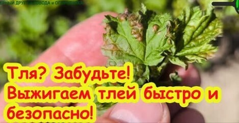ТЛЯ ОСЫПАЕТСЯ ГРАДОМ С КУСТОВ и ДЕРЕВЬЕВ! Выжигаем тлю без химии. Тля не вернется в сад