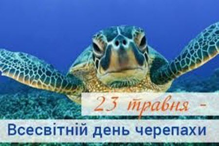 23 травня - Всесвітній день черепахи: Прикмети та забобони