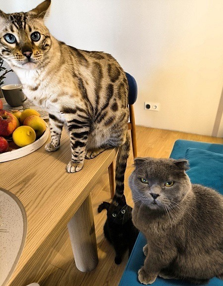 История про третьего кота