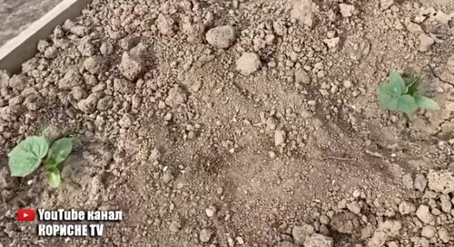 Огірки в мить підуть в зростання! Просто полийте цим сходи огірків