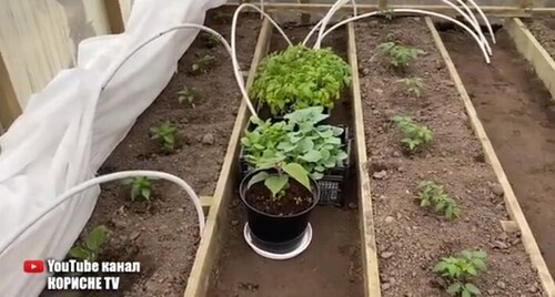 Як захистити огірки томати і перці від весняних і нічних заморозків, за допомогою саморобних обігрів