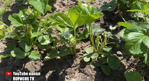 Полуниці буде завалися! Поливаю полуницю цим під час цвітіння! Велика і солодка ягода!