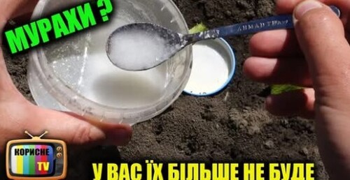 Мурахи в городі! У вас їх більше не буде супер ефективний засіб
