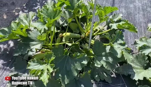 Кабачки вирощую тільки так! Ранній врожай, більше плодів - менше клопоту!