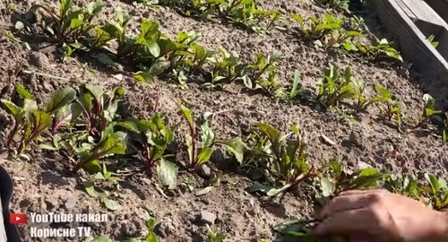 Як легко прорідити буряк! Мій інструмент у дії, економе час і сили