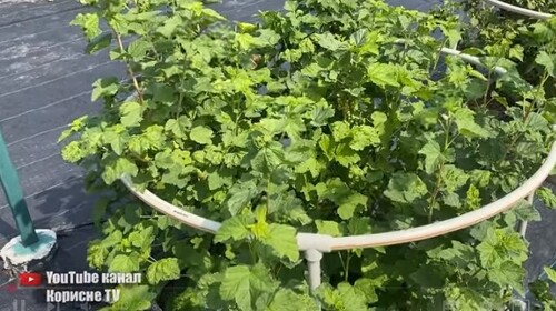Від попелиці на смородині допомогло відразу! Народний засіб без хімії
