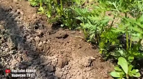 Морква ростиме рівною та солодкою! Хоч раз підживіть цим