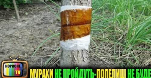 Це швидко позбавить від попелиці і мурах на деревах