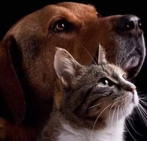 ПЁС И КОТ