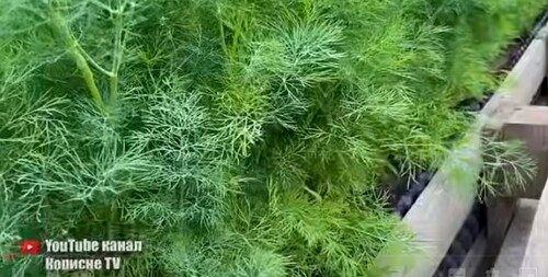 Не сушу і не заморожую! Заготовлюю кріп цим способом