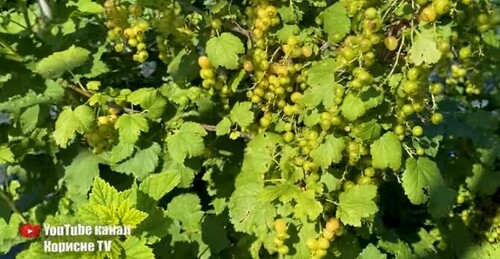 Усього 2 ложки під порічку! Ягода виросте велика і швидко дозріє, перевірено роками!