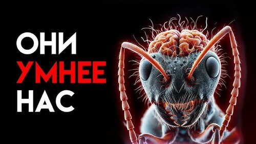 "Научись у муравья" - Сергей Хрибар