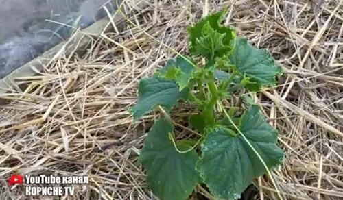 Чому огірки не ростуть?! Підживлення тут не допоможуть
